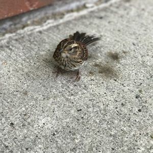 Meet your Posher, Justin